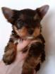 Yorkshire Terrier Welpen
