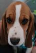 Beagle Hündin sucht ein schönes Zuhause