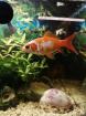 Goldfisch sucht neues Zuhause